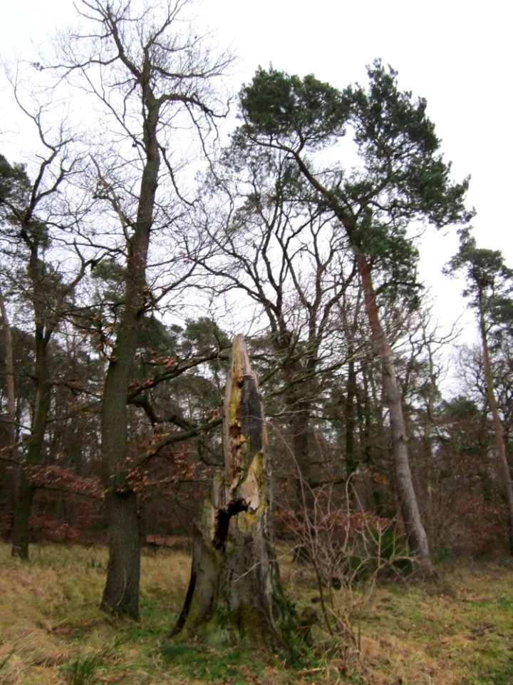 20130106Fagus_sylvatica1