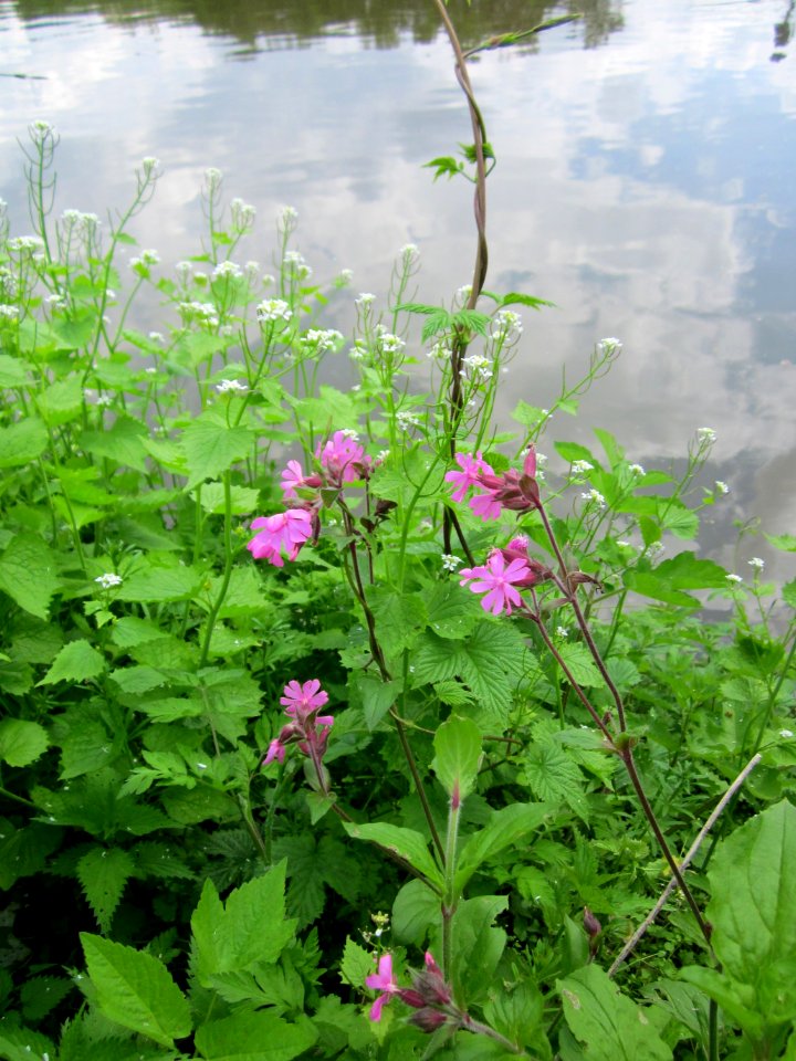20130507Silene_dioica3
