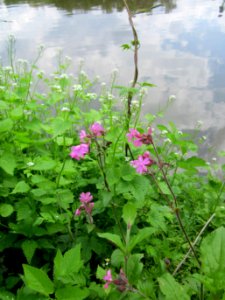 20130507Silene_dioica3