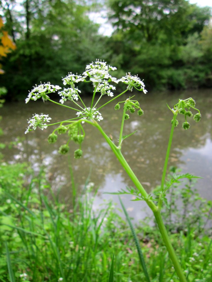 20130507Chaerophyllum_temulum2