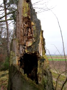 20130106Fagus_sylvatica3