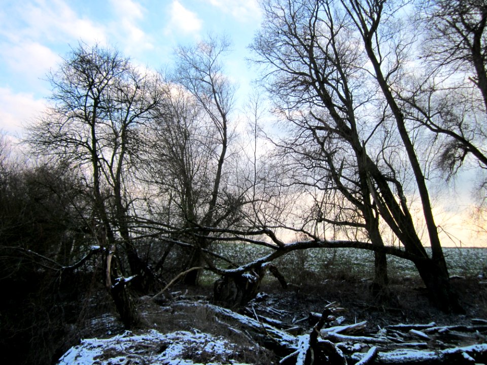 20130114NSG_Herrenteich3