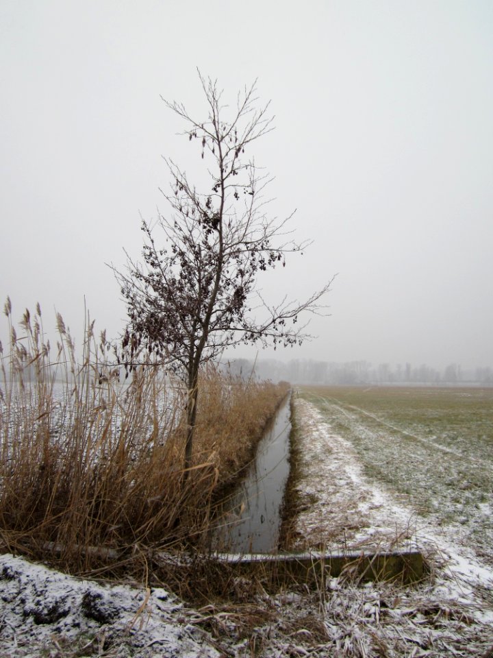 20130116Hockenheimer_Rheinbogen01