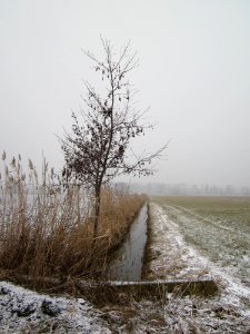 20130116Hockenheimer_Rheinbogen01