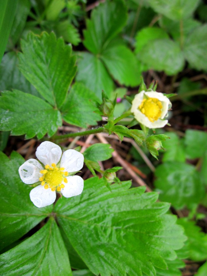 20130504Erdebeeren_Schwetzinger_Hardt3