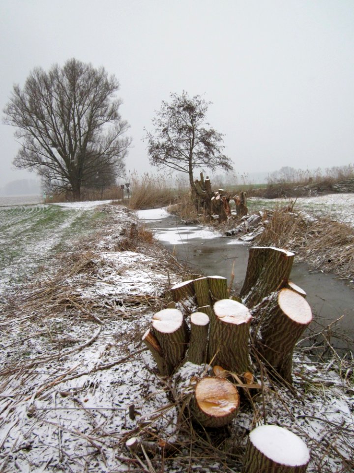 20130116Hockenheimer_Rheinbogen08