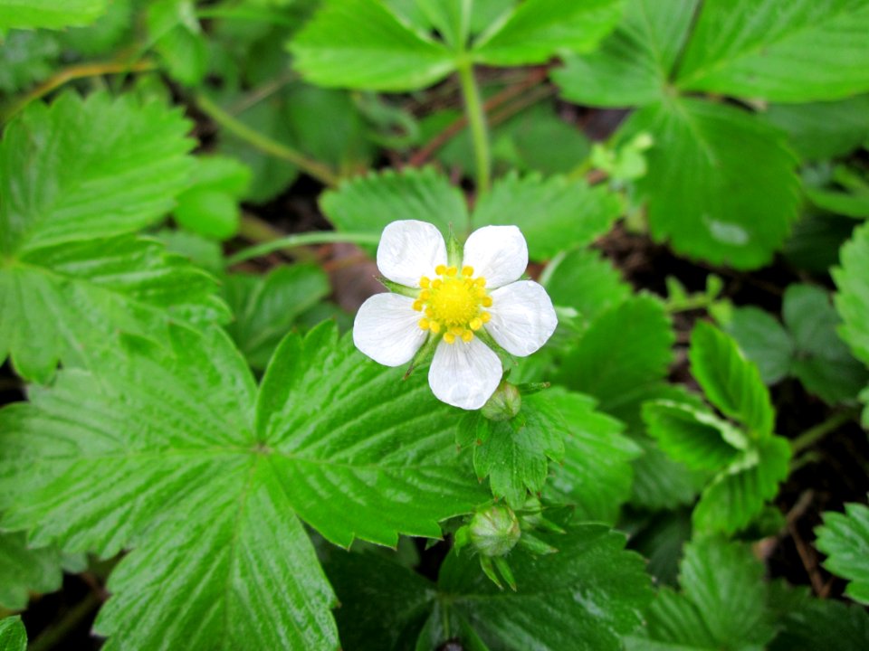 20130504Erdebeeren_Schwetzinger_Hardt1