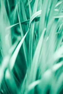 Plant natural fresh