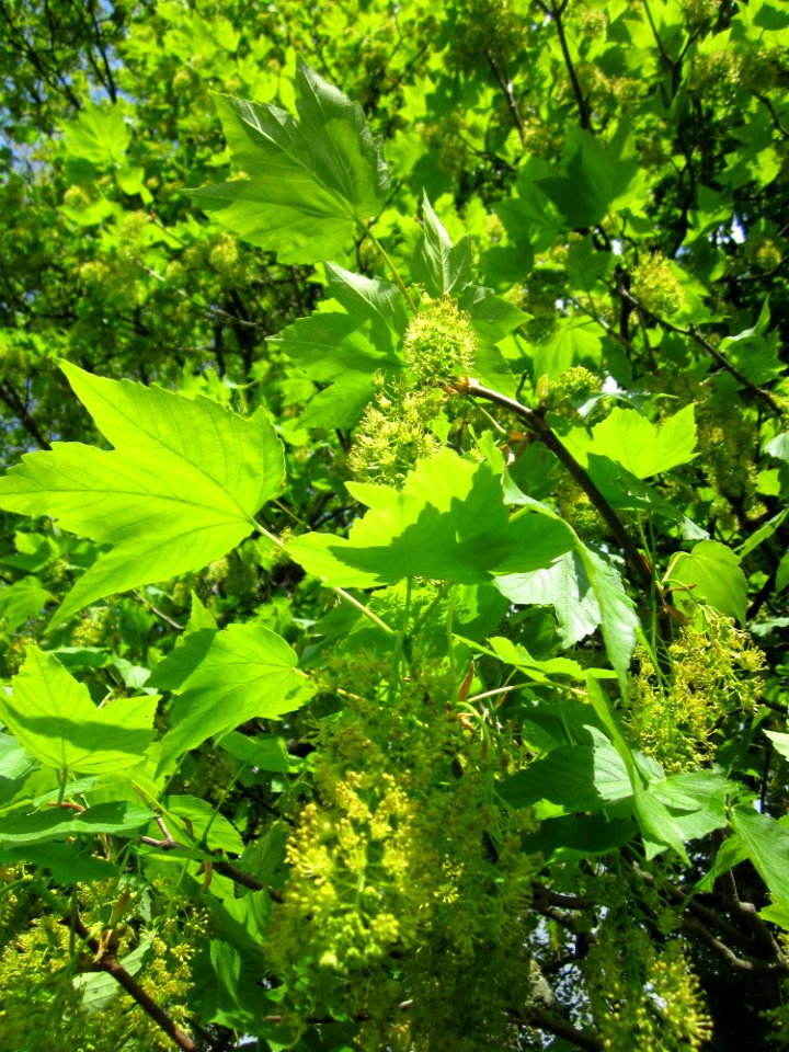 20130507Bergahorn_Staden4