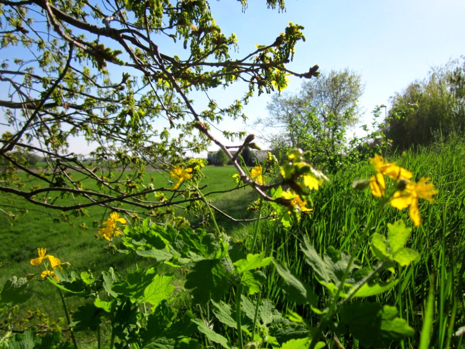 20130425Hockenheimer_Rheinbogen25