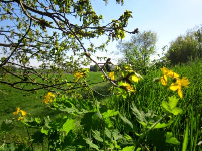 20130425Hockenheimer_Rheinbogen25