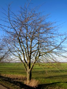 20130111Kirschbaum_Hockenheim2