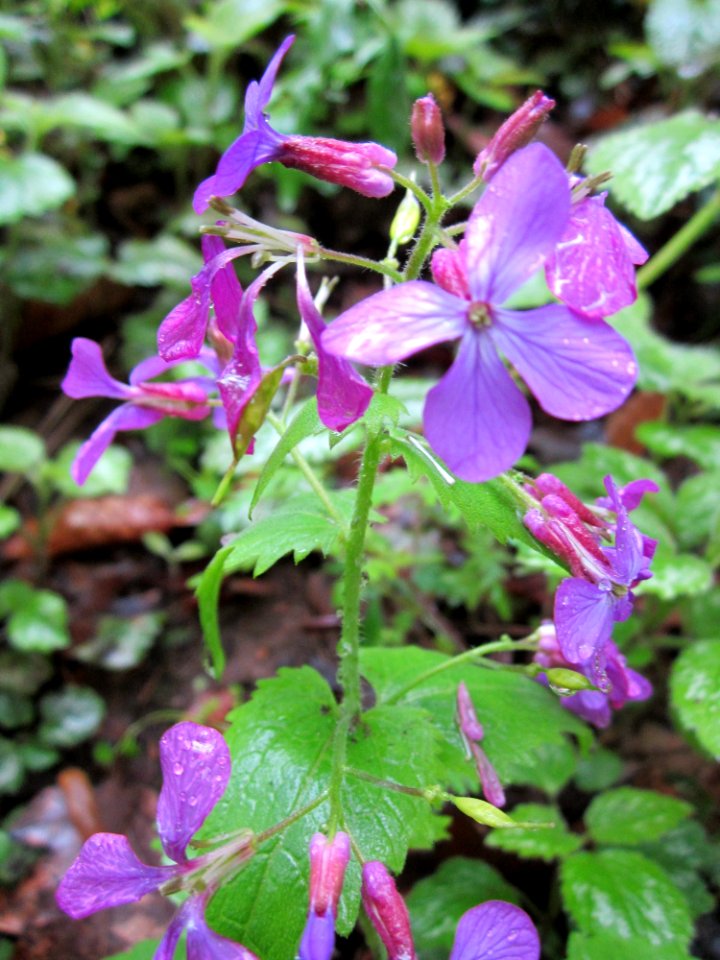 20130504Silberblatt_Schwetzinger_Hardt2