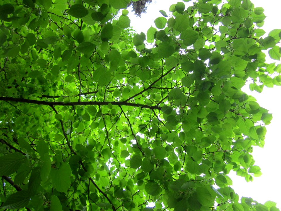 20130503Linde_Friedhof_Hockenheim3