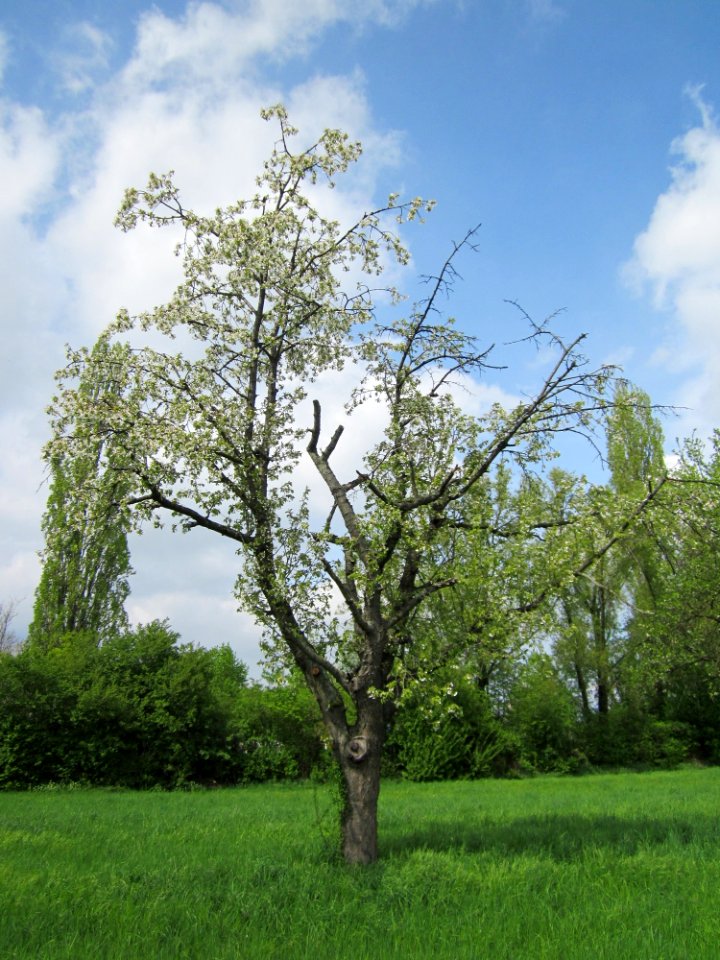 20130429Kirschbaum_Hockenheim