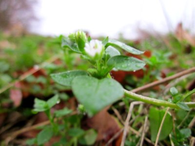 20130106Vogelmiere_Reilingen1
