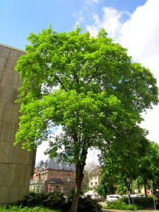 20130507Bergahorn_Obere_Lauerfahrt2