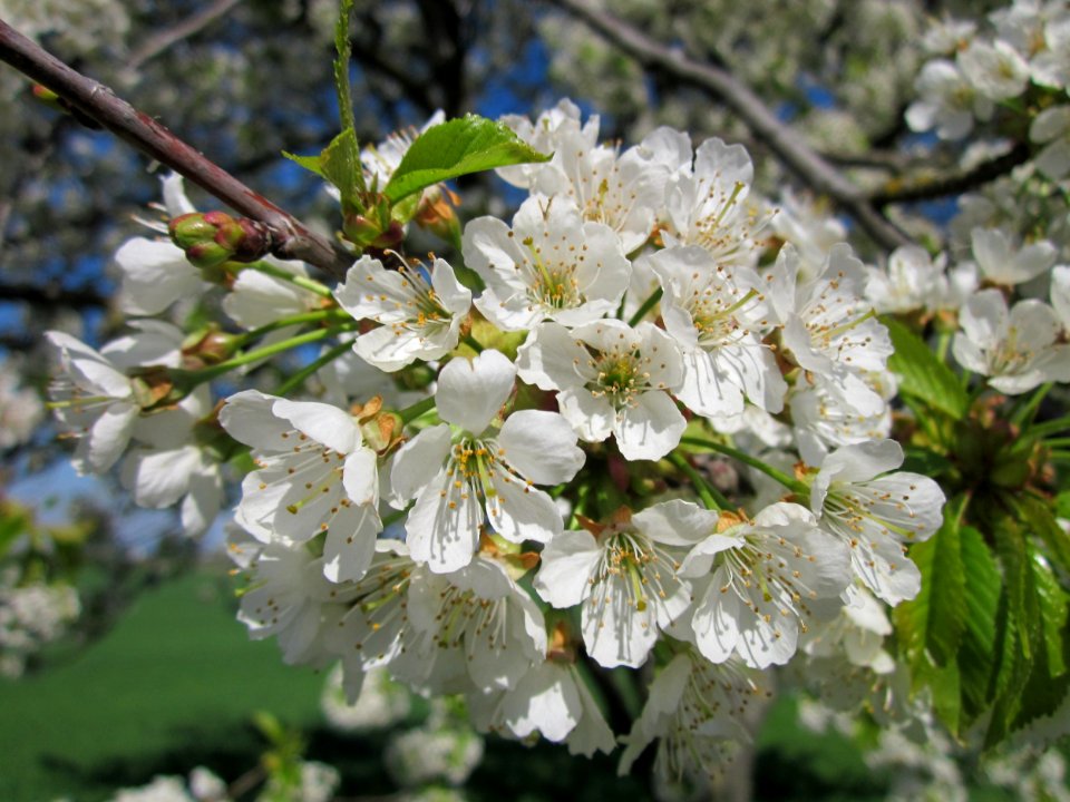 20130425Kirsche_Hockenheim6