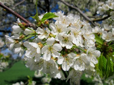 20130425Kirsche_Hockenheim6
