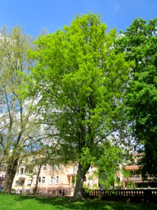 20130507Bergahorn_Staden1