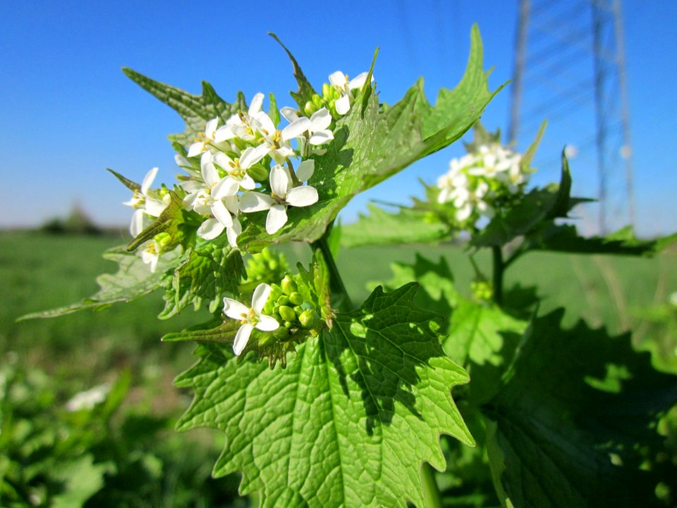 20130425Knoblauchsrauke_Hockenheim4