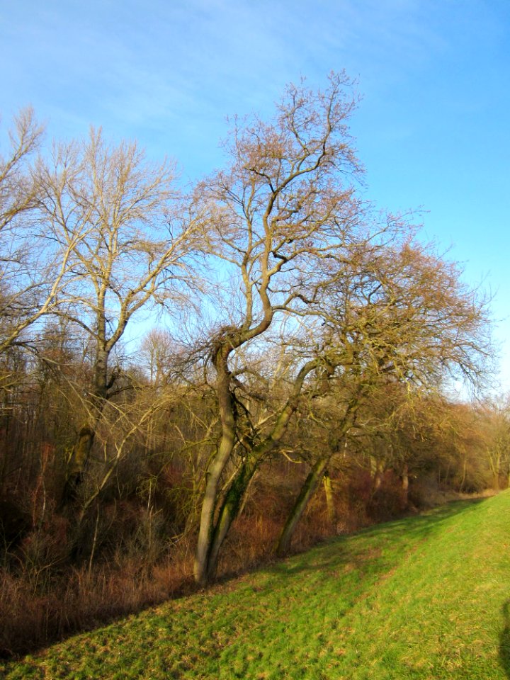 20130210Tongrube_Neuwiesen6