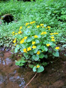 20130509Habsterwiesen_Saarbruecken13