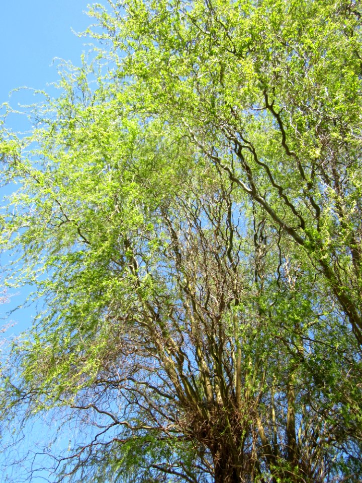 20130425Korkenzieherweide_Hockenheim3