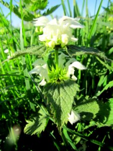 20130425Lamium_album