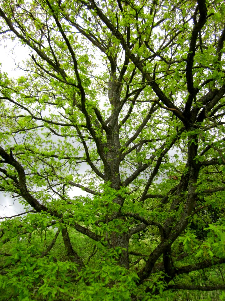 20130509Habsterwiesen_Saarbruecken03