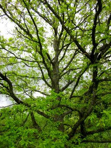 20130509Habsterwiesen_Saarbruecken03