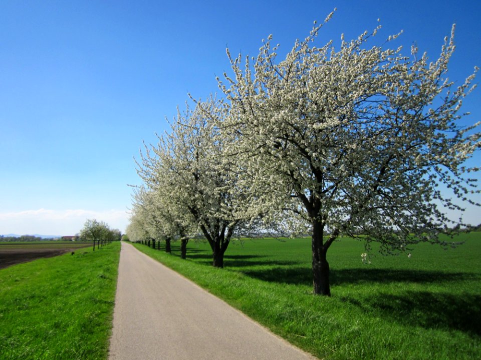 20130425Kirsche_Hockenheim3