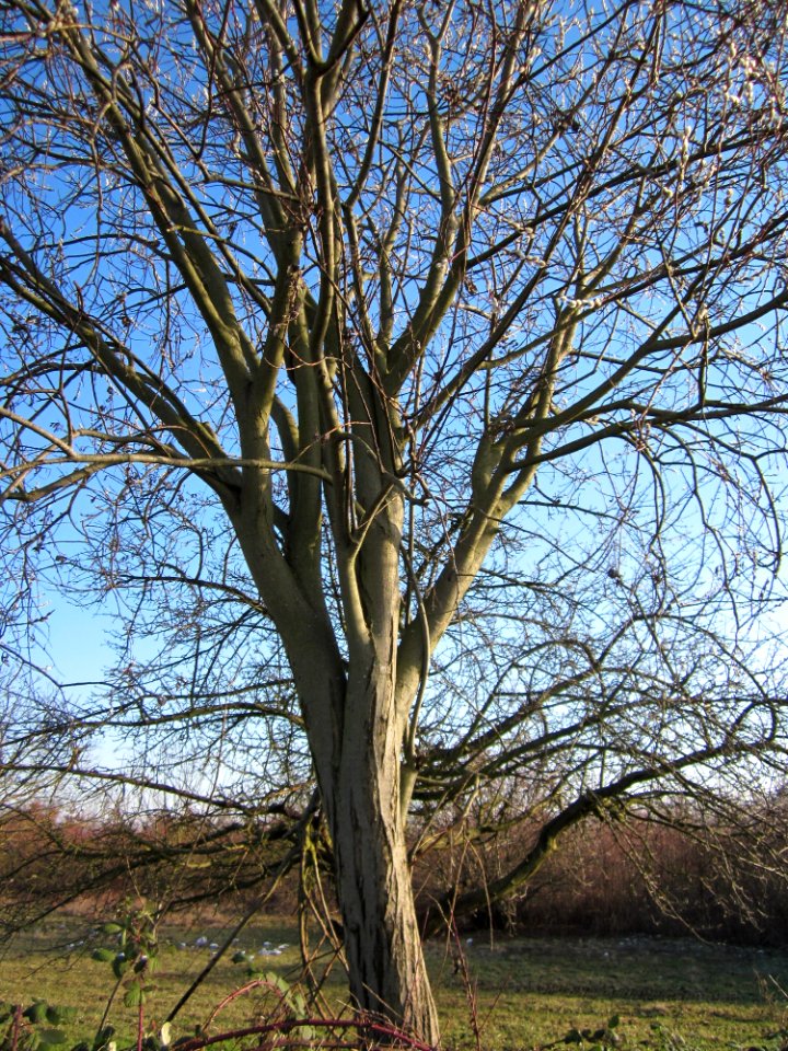 20130210Salweide_Rhein2