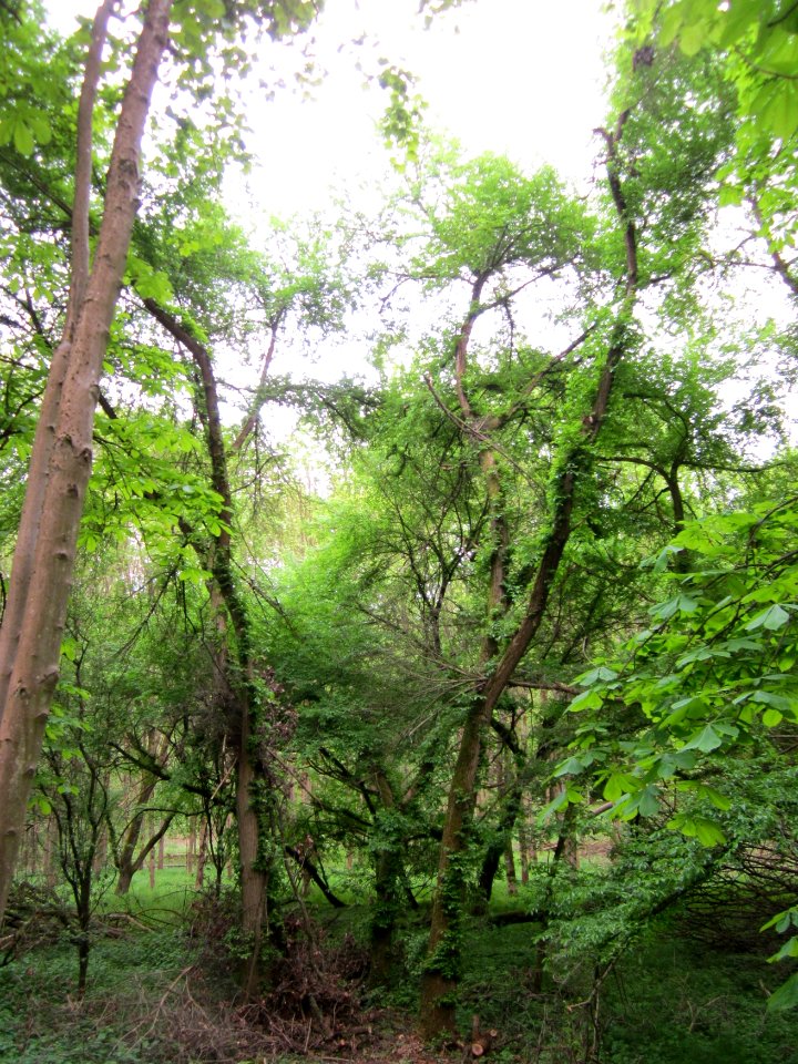20130509Habsterwiesen_Saarbruecken04