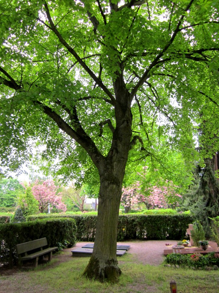 20130503Linde_Friedhof_Hockenheim2