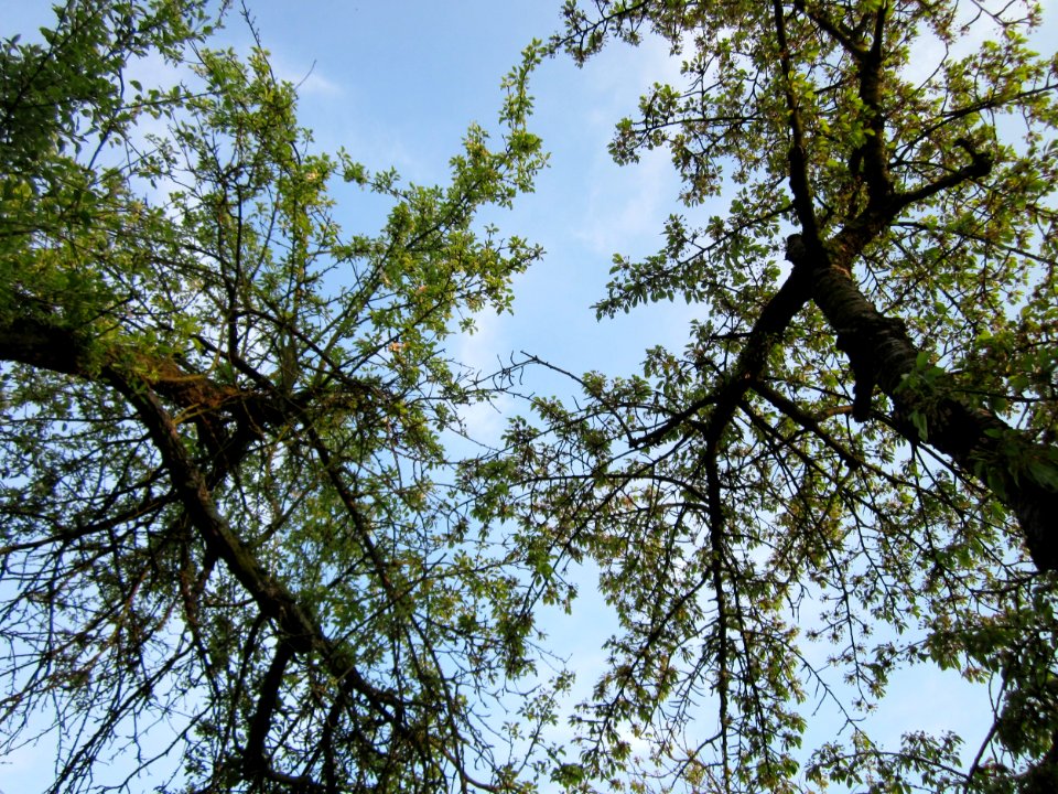 20130504Blaues_Loch_Schwetzingen1