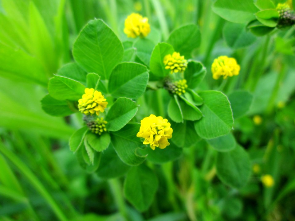 20130507Medicago_lupulina1