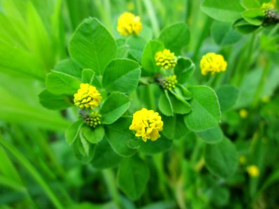 20130507Medicago_lupulina1