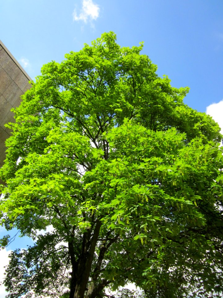 20130507Bergahorn_Obere_Lauerfahrt1