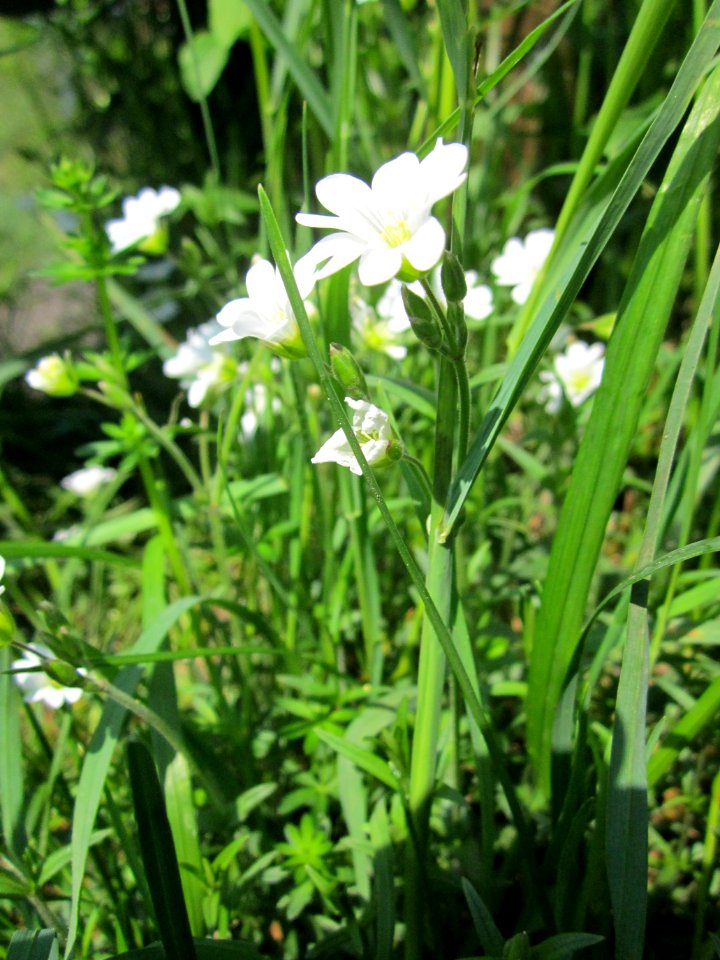 20130505Cerastium_arvense1