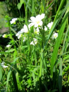20130505Cerastium_arvense1