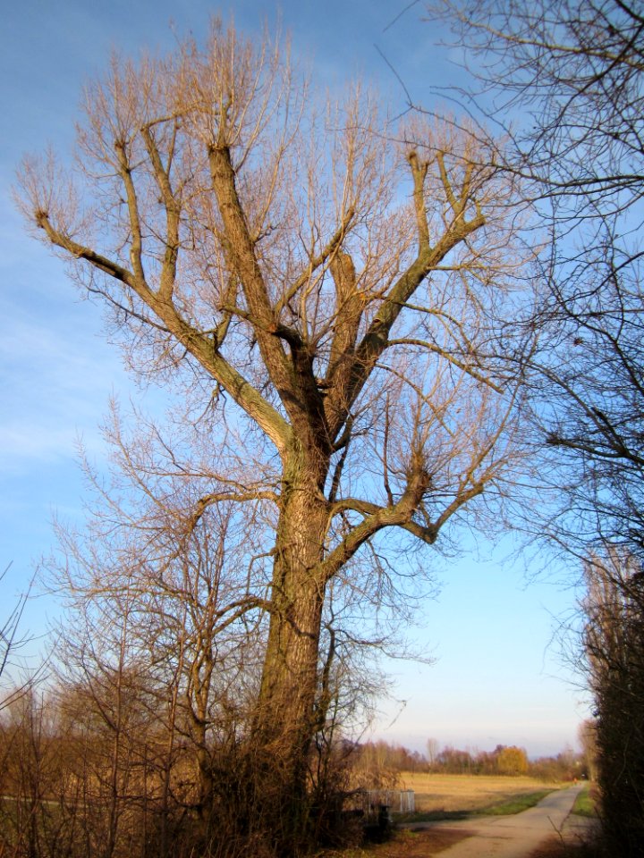 20130210Silberweide_Rheinbogen