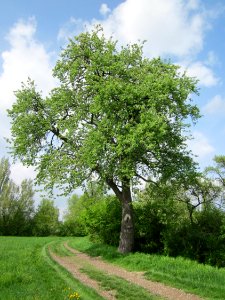 20130429Birne_Hockenheim02