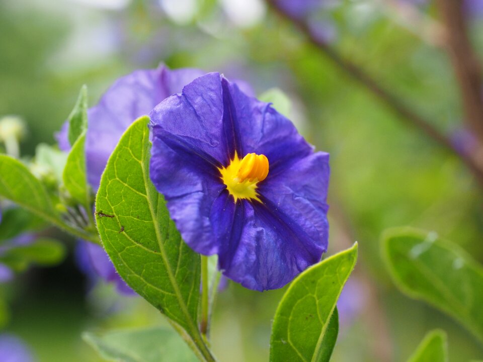 Violet yellow lycianthes rantonnetii