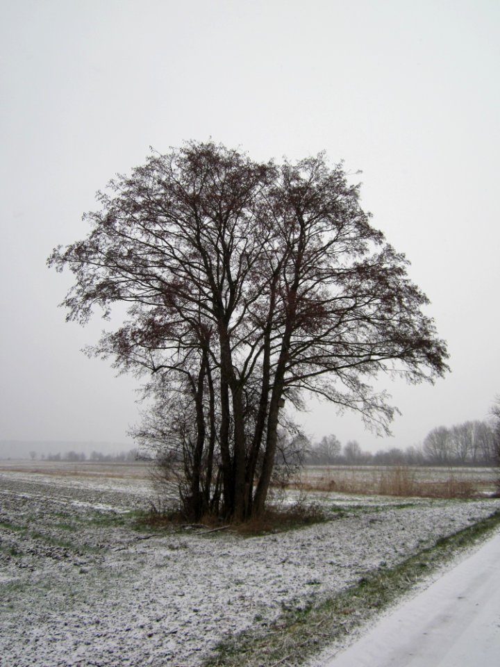 20130116Hockenheimer_Rheinbogen10