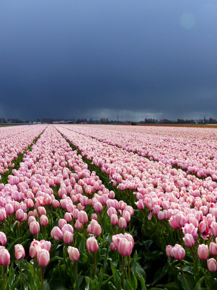 Bloom netherlands holland