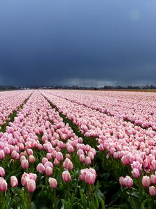 Bloom netherlands holland
