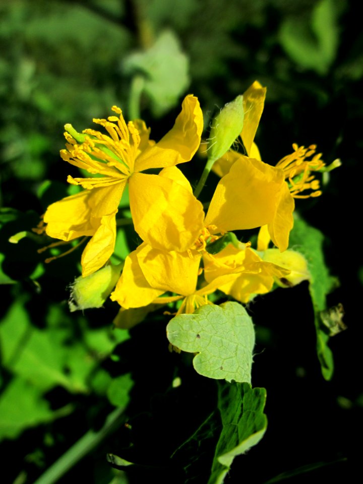 20130425Hockenheimer_Rheinbogen19