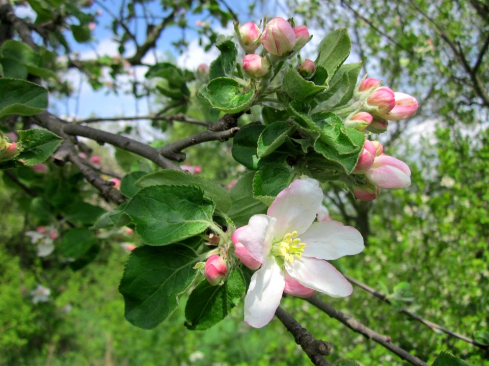 20130429Apfel_Hockenheim2
