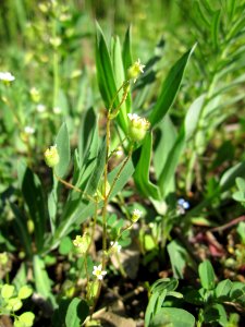 20130425Hockenheimer_Rheinbogen10